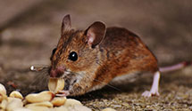 24 Hour & Emergency Exterminators in Lenexa, KS